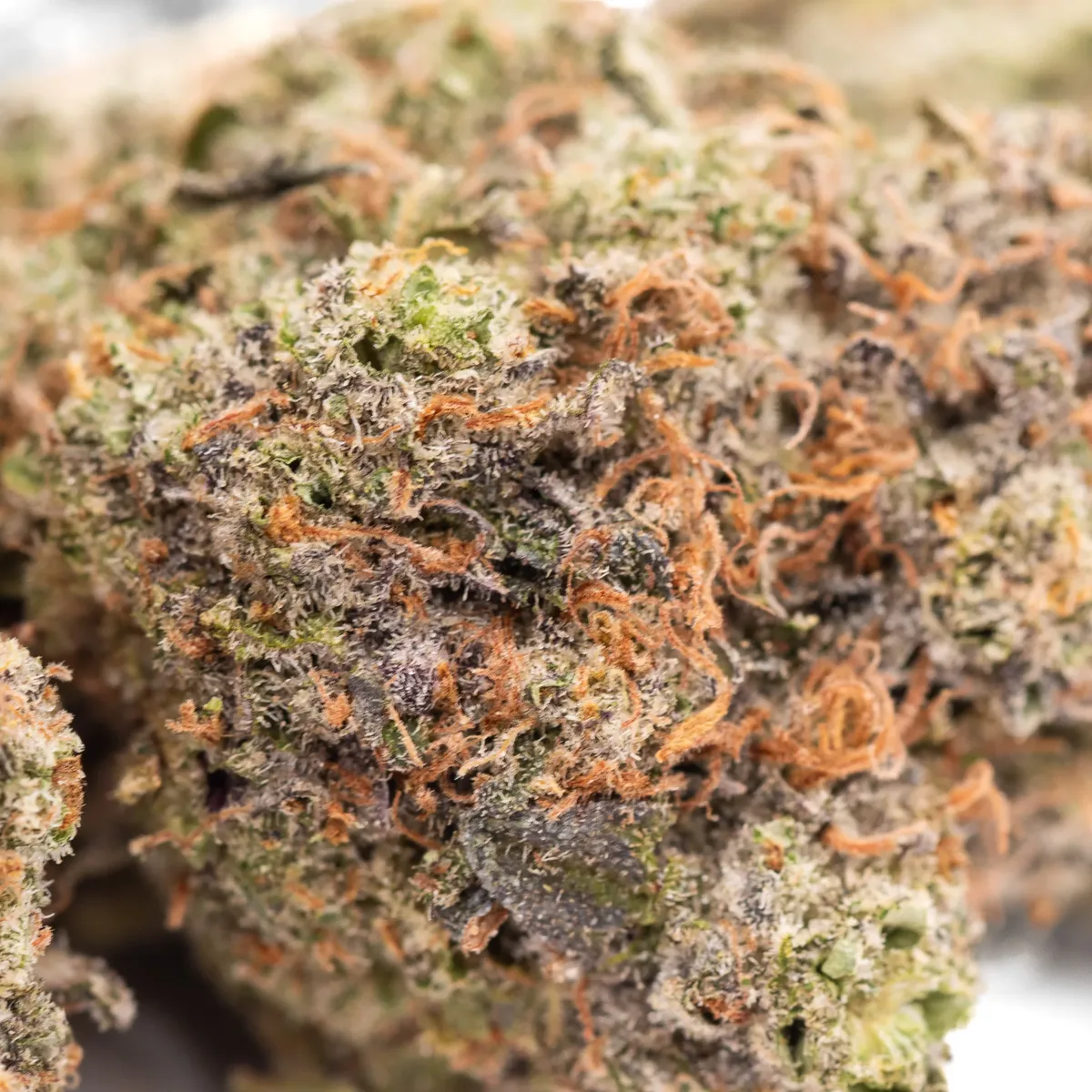 Exotic Gas - Starbuds Halifax - shrooms halifax