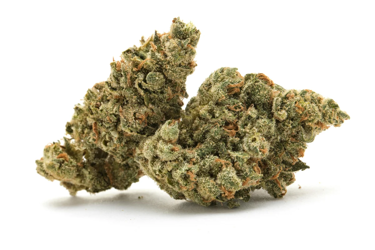 Boujee B!tch - Starbuds Halifax - shrooms halifax