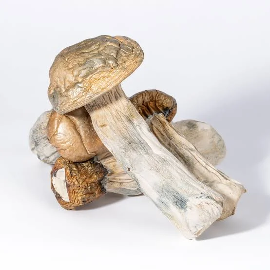GC Thrasher Mushrooms - Starbuds Halifax - shrooms halifax