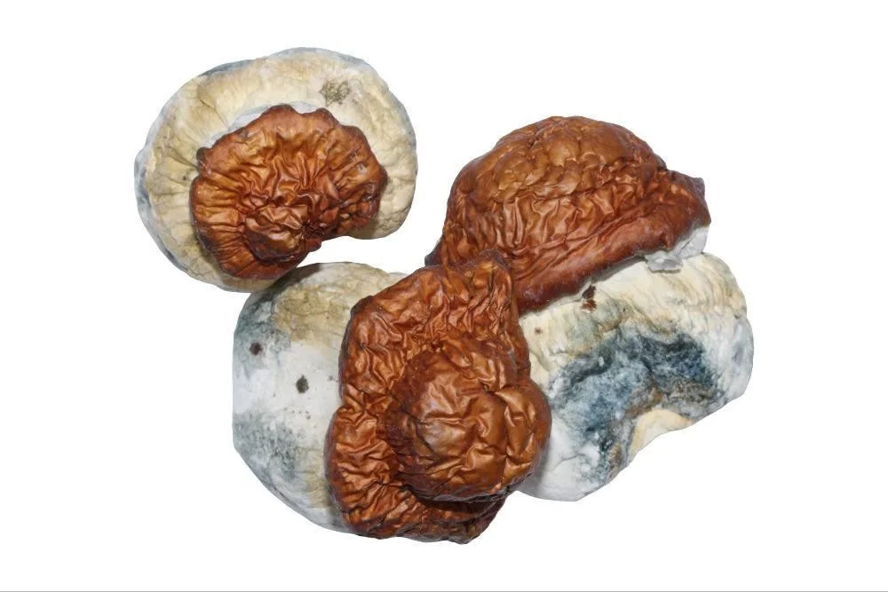 King Kong Mushrooms - Starbuds Halifax - shrooms halifax