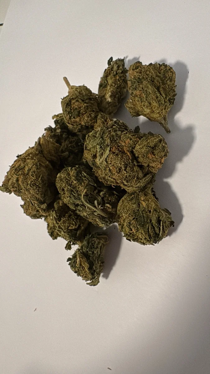 Chemo - Starbuds Halifax - shrooms halifax