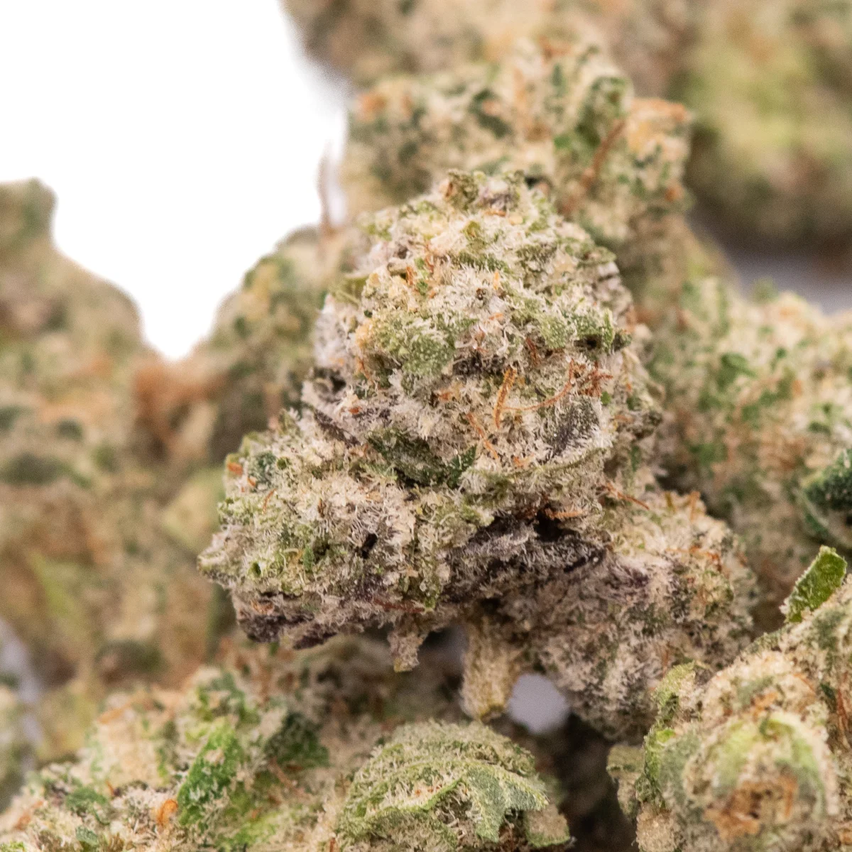 Aloha Sugar - Starbuds Halifax - shrooms halifax